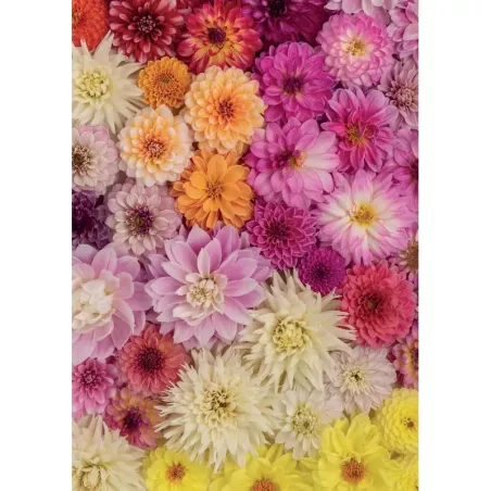 Puzzle - 1000p - Dahlias