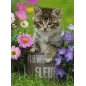 Puzzle - Ravensburger - 100p XXL - Chaton Parmi les Fleurs