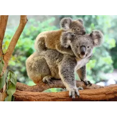 Puzzle - Ravensburger - 200p XXL - La Famille Koala