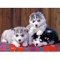 Puzzle - Ravensburger - 200p XXL - Mignons Huskies