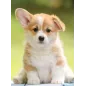 Puzzle - Nathan - 500p - Adorable Corgi