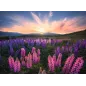 Puzzle - Ravensburger - 500p - Les lupins (Nature edition)