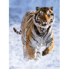 Puzzle - Ravensburger - 500p - Tigre dans la neige