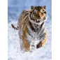 Puzzle - Ravensburger - 500p - Tigre dans la neige