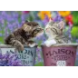 Puzzle - Nathan - 1000p - Bisous de chatons